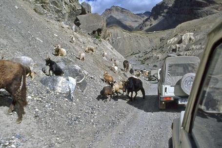 D:\DataFoto\Dia's - Reizen\1995-07-16 Ladakh\05 Naar Leh\Best Of\Ldak0271y.jpg