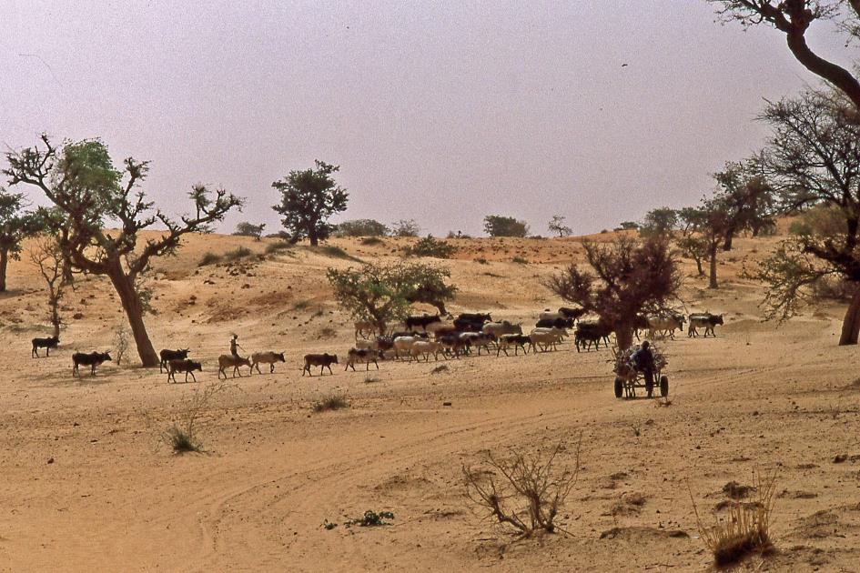 D:\DataFoto\Dia's - Reizen\1998-04-04 Mali - Burkina Faso\09 Dogonland\04 Amani\Best Of\MaBu1310y.jpg
