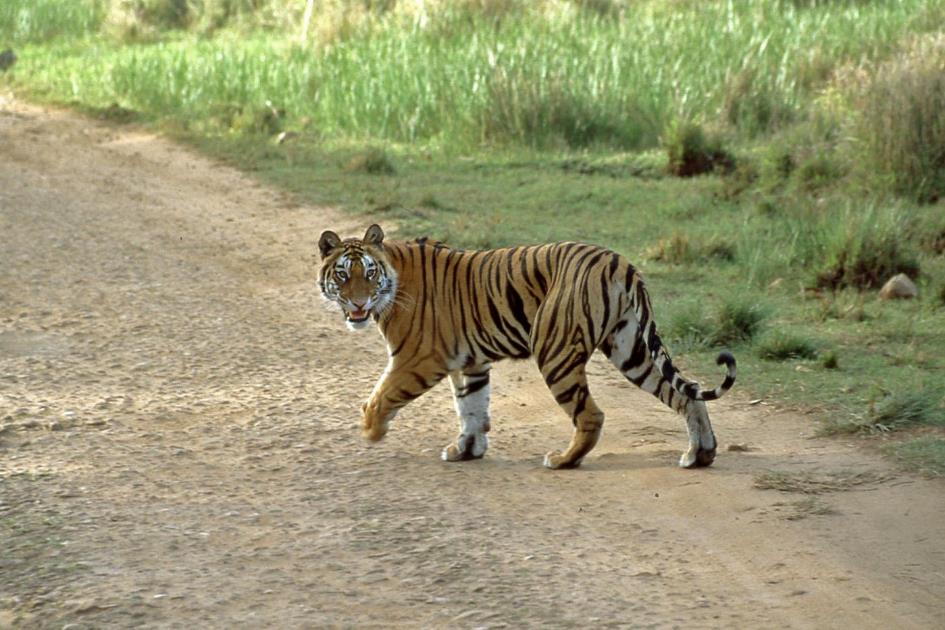 D:\DataFoto\Dia's - Reizen\2004-04-03 Orissa\03 Bandhavgarh (herschikt)\Best Of\NInd0119y.jpg