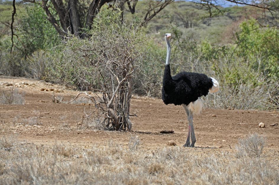 D:\DataFoto\Foto's - Reizen\2009-07-10 Kenia - Tanzania\01 Samburu\Best Of\KETA0033y.jpg