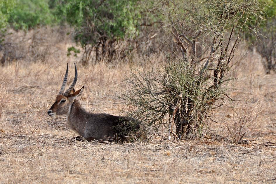 D:\DataFoto\Foto's - Reizen\2009-07-10 Kenia - Tanzania\01 Samburu\Best Of\KETA0058y.jpg