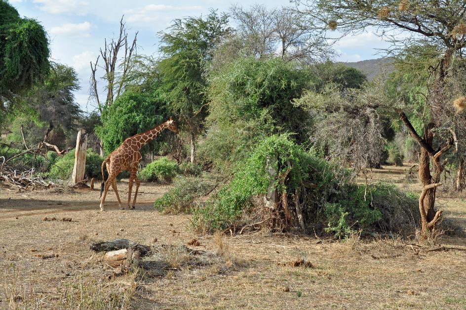 D:\DataFoto\Foto's - Reizen\2009-07-10 Kenia - Tanzania\01 Samburu\Best Of\KETA0084y.jpg