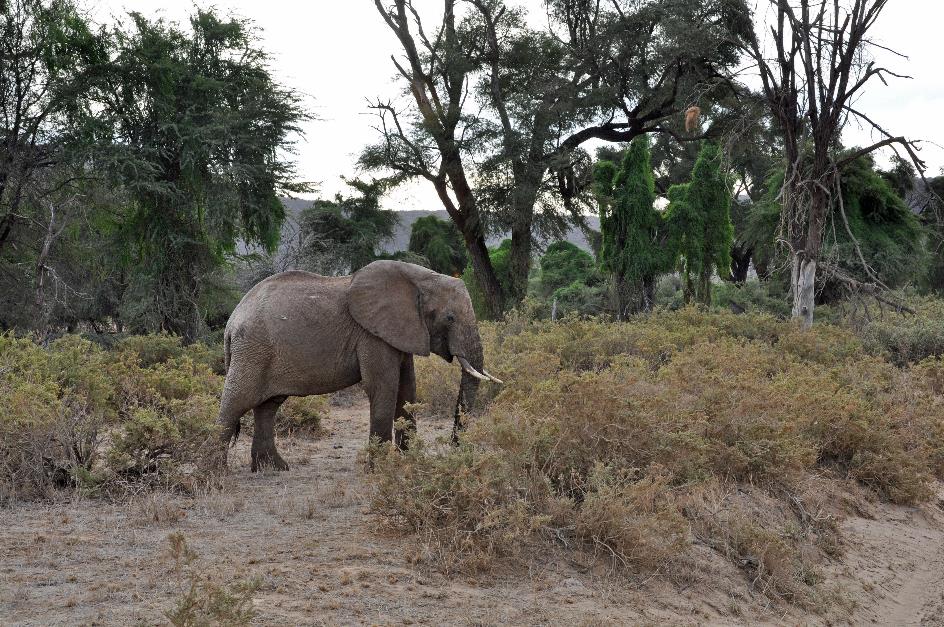 D:\DataFoto\Foto's - Reizen\2009-07-10 Kenia - Tanzania\01 Samburu\Best Of\KETA0114y.jpg