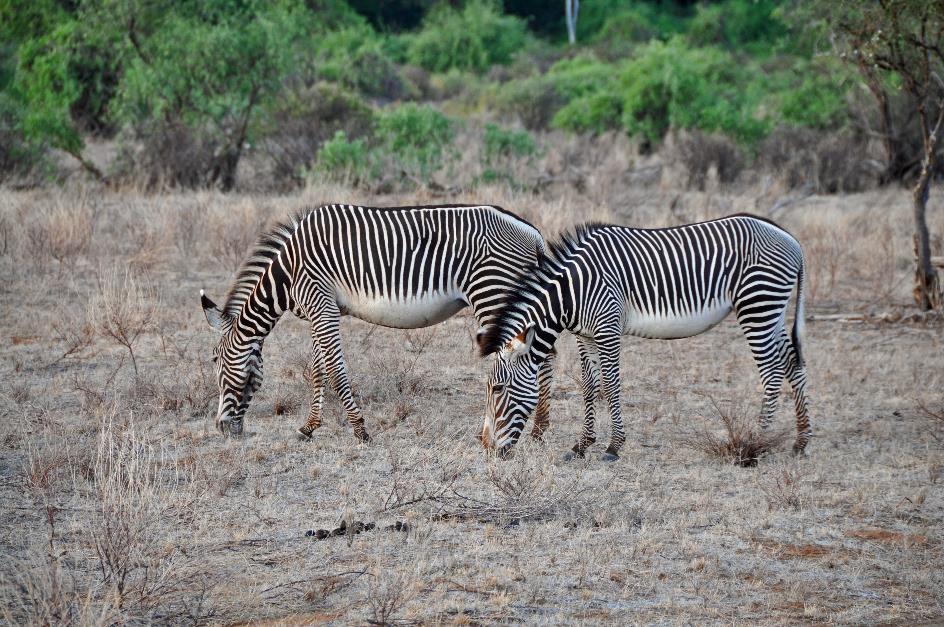 D:\DataFoto\Foto's - Reizen\2009-07-10 Kenia - Tanzania\01 Samburu\Best Of\KETA0169y.jpg