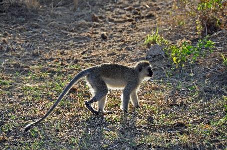 D:\DataFoto\Foto's - Reizen\2009-07-10 Kenia - Tanzania\01 Samburu\Best Of\KETA0195y.jpg