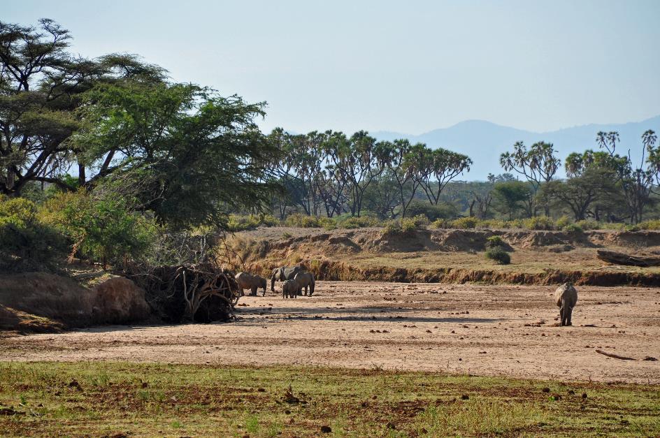 D:\DataFoto\Foto's - Reizen\2009-07-10 Kenia - Tanzania\01 Samburu\Best Of\KETA0345y.jpg