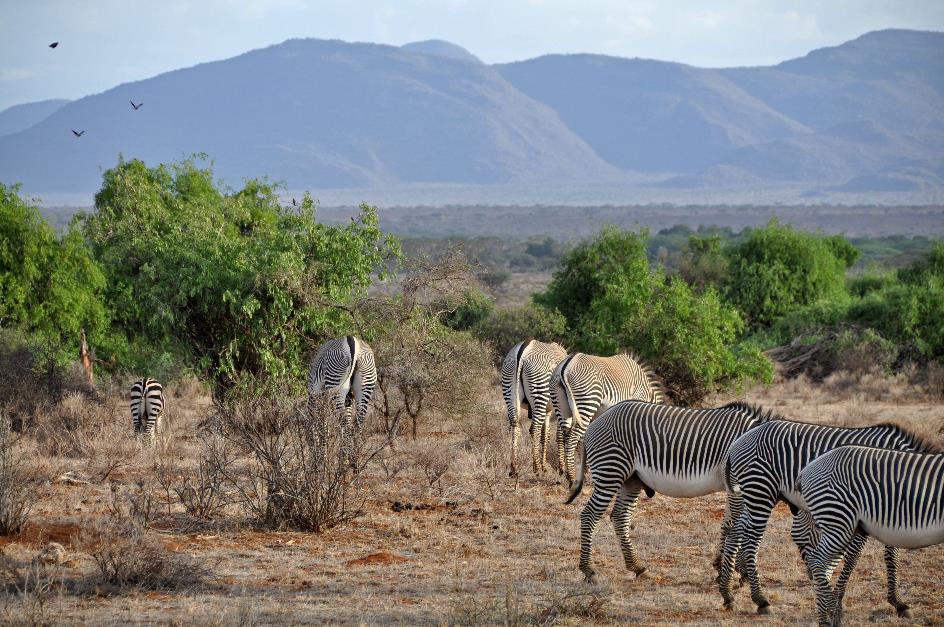 D:\DataFoto\Foto's - Reizen\2009-07-10 Kenia - Tanzania\01 Samburu\Best Of\KETA0515y.jpg