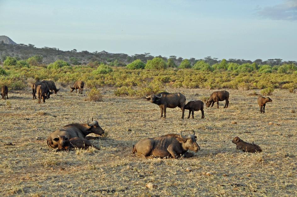 D:\DataFoto\Foto's - Reizen\2009-07-10 Kenia - Tanzania\01 Samburu\Best Of\KETA0548y.jpg