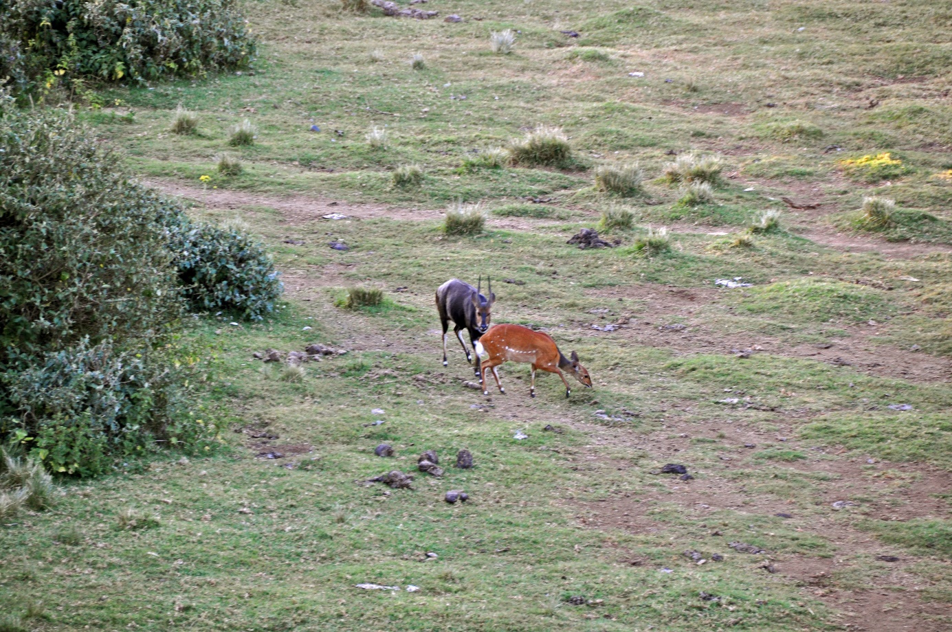 D:\DataFoto\Foto's - Reizen\2009-07-10 Kenia - Tanzania\02 MountKenia\Best Of\KETA0644y.jpg