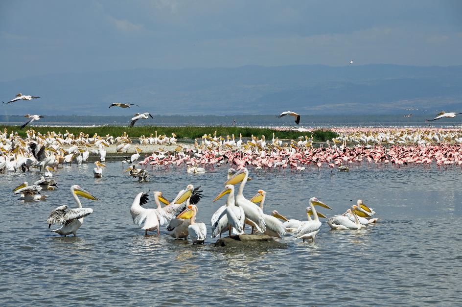 D:\DataFoto\Foto's - Reizen\2009-07-10 Kenia - Tanzania\03 LakeNakuru\Best Of\KETA0701y.jpg