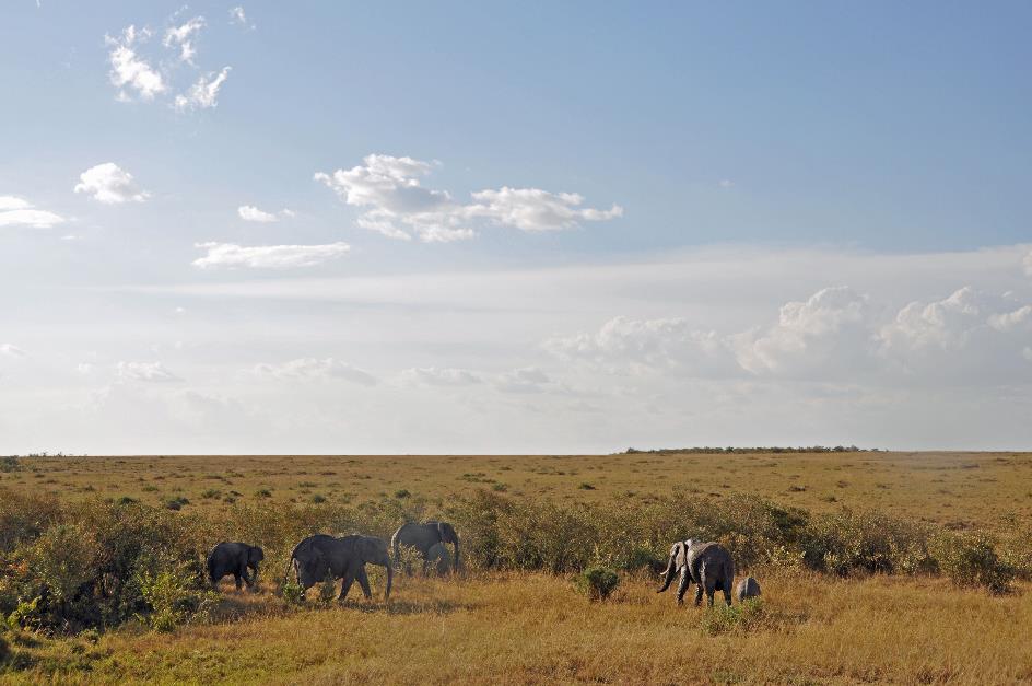 D:\DataFoto\Foto's - Reizen\2009-07-10 Kenia - Tanzania\04 MasaiMara\Best Of\KETA0998y.jpg