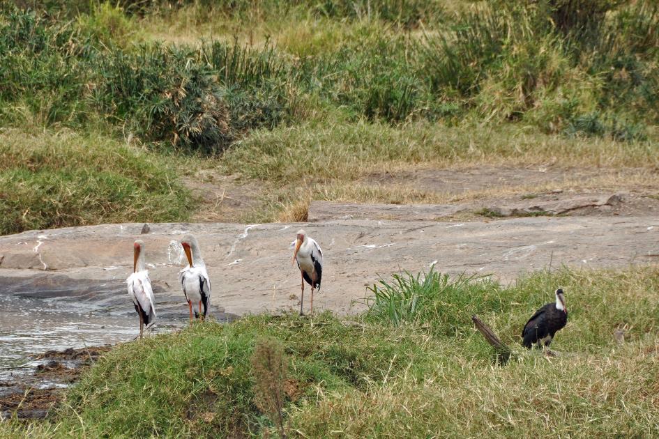 D:\DataFoto\Foto's - Reizen\2009-07-10 Kenia - Tanzania\04 MasaiMara\Best Of\KETA0923y.jpg