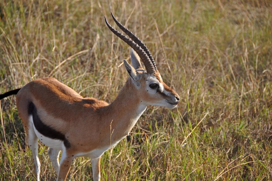 D:\DataFoto\Foto's - Reizen\2009-07-10 Kenia - Tanzania\04 MasaiMara\Best Of\KETA1025y.jpg