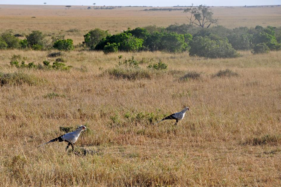 D:\DataFoto\Foto's - Reizen\2009-07-10 Kenia - Tanzania\04 MasaiMara\Best Of\KETA1010y.jpg