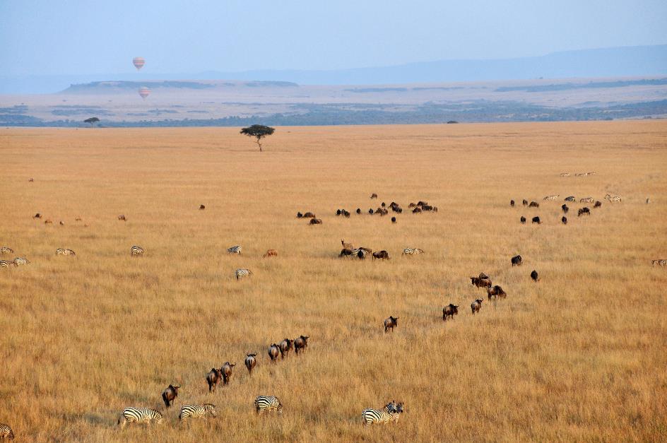 D:\DataFoto\Foto's - Reizen\2009-07-10 Kenia - Tanzania\04 MasaiMara\Best Of\KETA1181y.jpg