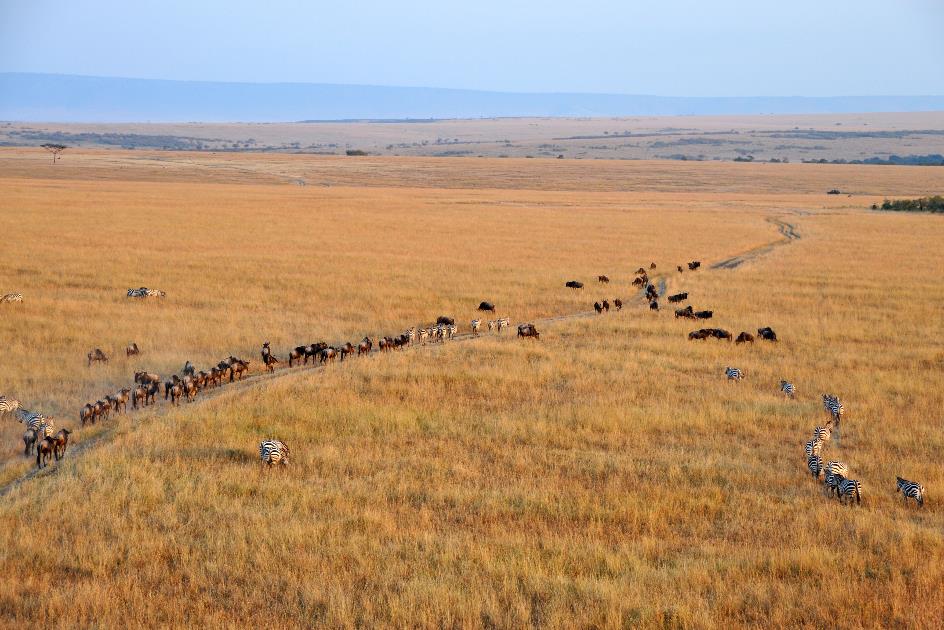 D:\DataFoto\Foto's - Reizen\2009-07-10 Kenia - Tanzania\04 MasaiMara\Best Of\KETA1176y.jpg