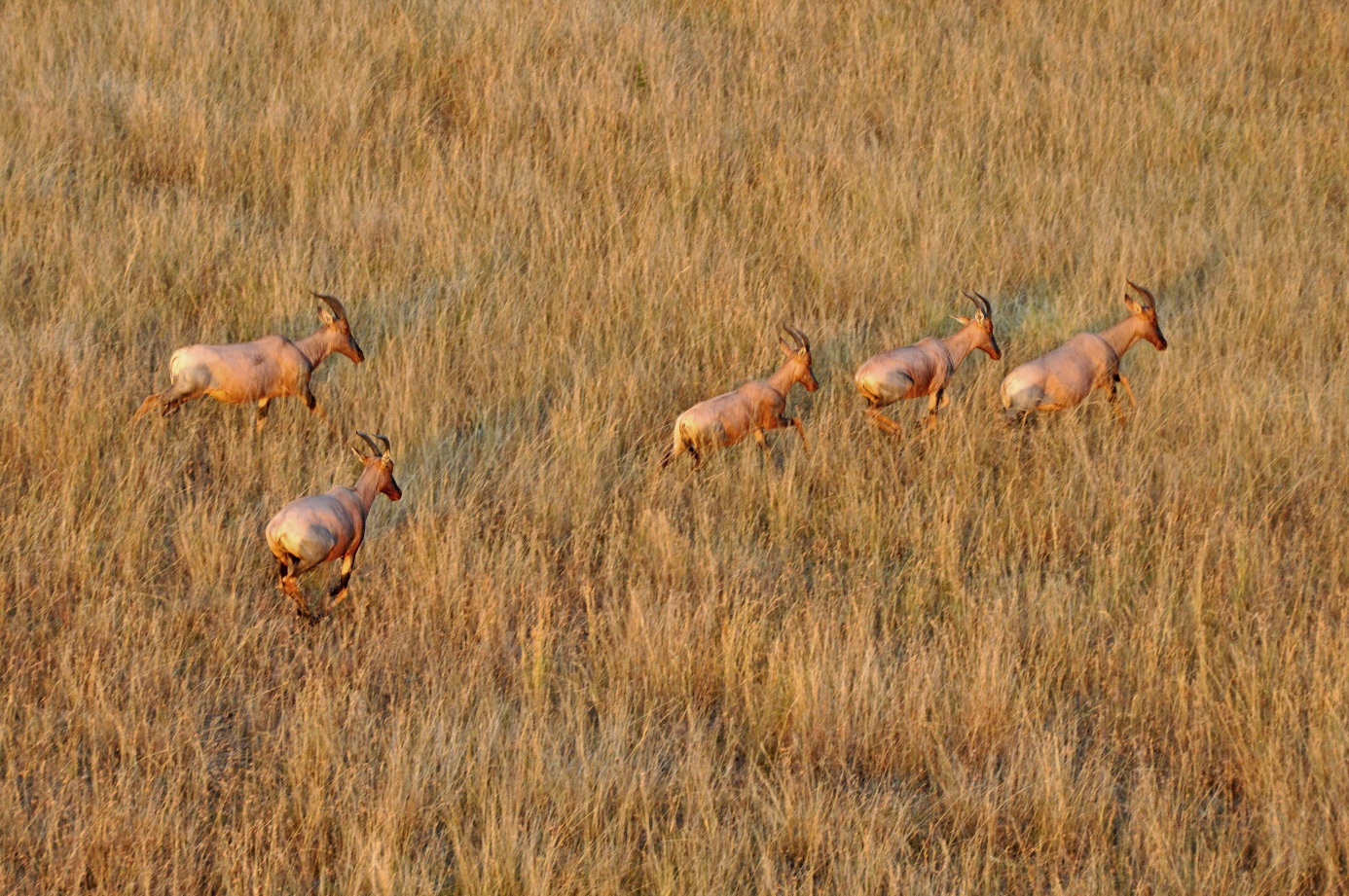 D:\DataFoto\Foto's - Reizen\2009-07-10 Kenia - Tanzania\04 MasaiMara\Best Of\KETA1182y.jpg