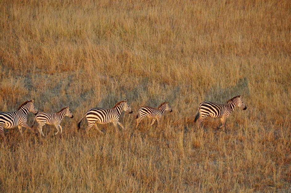 D:\DataFoto\Foto's - Reizen\2009-07-10 Kenia - Tanzania\04 MasaiMara\Best Of\KETA1163y.jpg