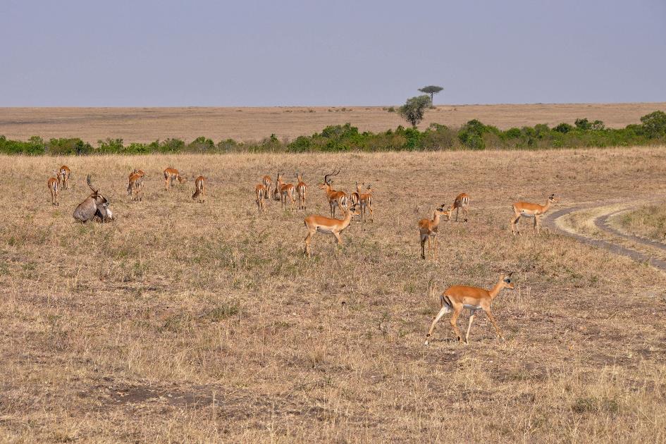 D:\DataFoto\Foto's - Reizen\2009-07-10 Kenia - Tanzania\04 MasaiMara\Best Of\KETA1221y.jpg