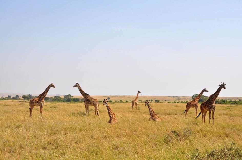 D:\DataFoto\Foto's - Reizen\2009-07-10 Kenia - Tanzania\04 MasaiMara\Best Of\KETA1260y.jpg