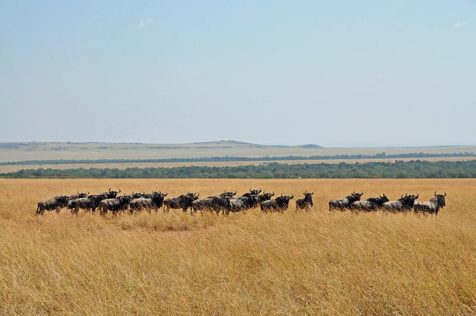 D:\DataFoto\Foto's - Reizen\2009-07-10 Kenia - Tanzania\04 MasaiMara\Best Of\KETA1278y.jpg