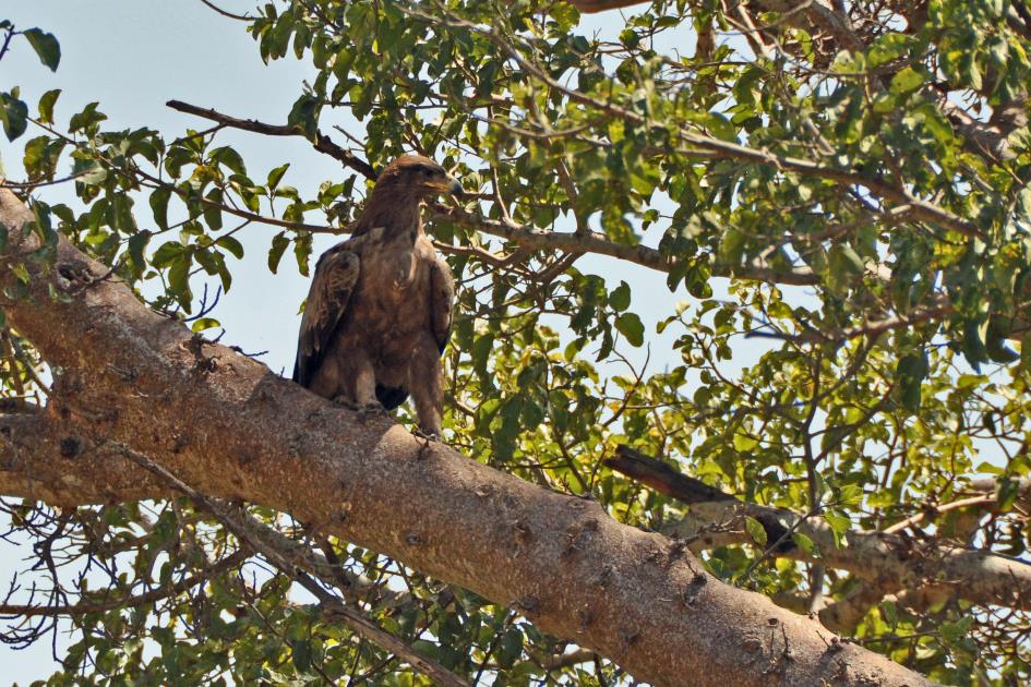 D:\DataFoto\Foto's - Reizen\2009-07-10 Kenia - Tanzania\04 MasaiMara\Best Of\KETA1286y.jpg