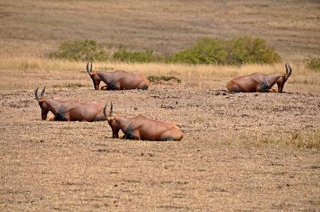 D:\DataFoto\Foto's - Reizen\2009-07-10 Kenia - Tanzania\04 MasaiMara\Best Of\KETA1344y.jpg