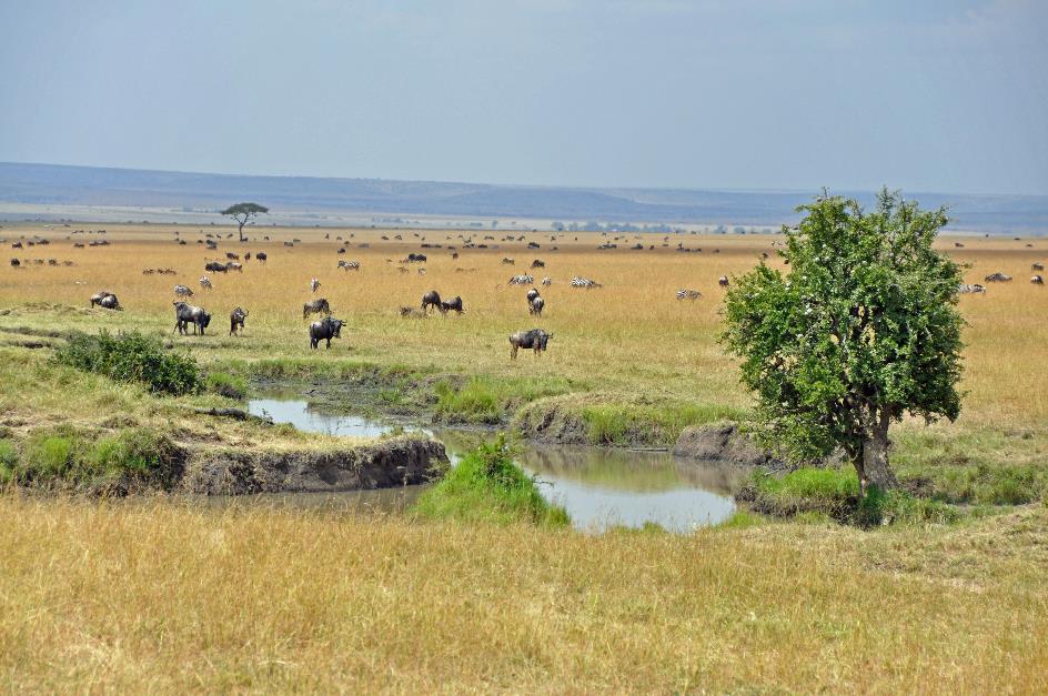 D:\DataFoto\Foto's - Reizen\2009-07-10 Kenia - Tanzania\04 MasaiMara\Best Of\KETA1389y.jpg