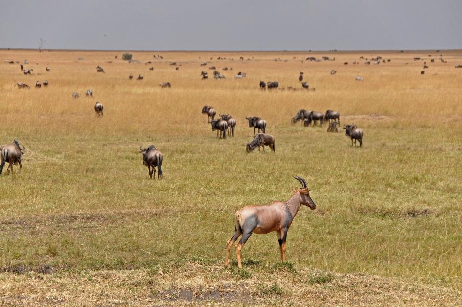 D:\DataFoto\Foto's - Reizen\2009-07-10 Kenia - Tanzania\04 MasaiMara\Best Of\KETA1394y.jpg