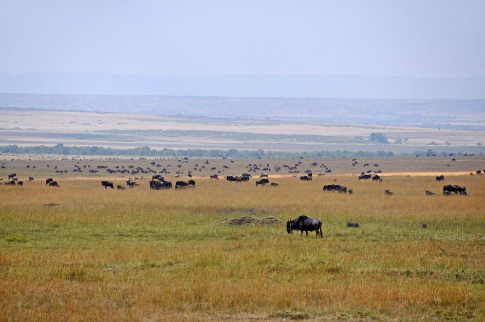 D:\DataFoto\Foto's - Reizen\2009-07-10 Kenia - Tanzania\04 MasaiMara\Best Of\KETA1376y.jpg