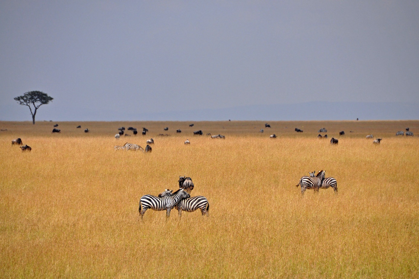 D:\DataFoto\Foto's - Reizen\2009-07-10 Kenia - Tanzania\04 MasaiMara\Best Of\KETA1386y.jpg