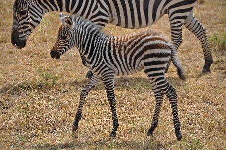 D:\DataFoto\Foto's - Reizen\2009-07-10 Kenia - Tanzania\04 MasaiMara\Best Of\KETA1403y.jpg