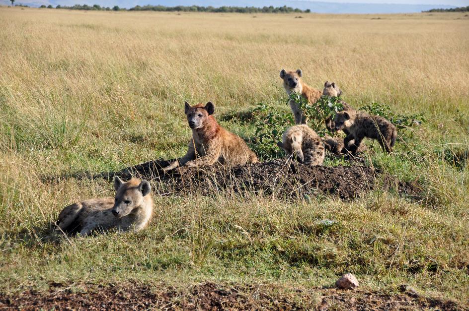 D:\DataFoto\Foto's - Reizen\2009-07-10 Kenia - Tanzania\04 MasaiMara\Best Of\KETA1552y.jpg