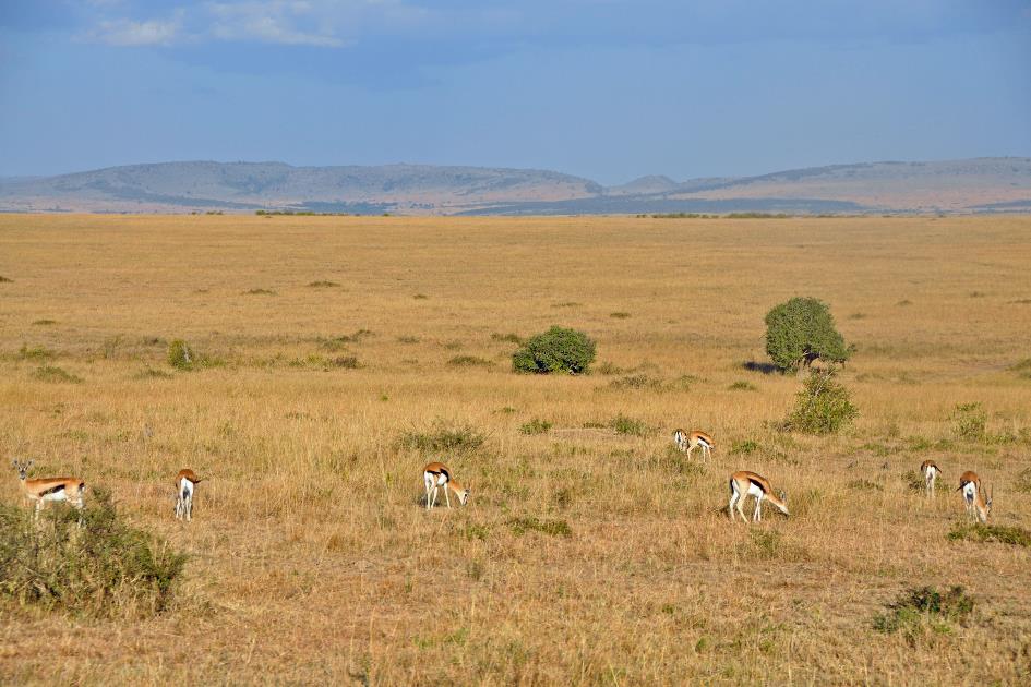 D:\DataFoto\Foto's - Reizen\2009-07-10 Kenia - Tanzania\04 MasaiMara\Best Of\KETA1028y.jpg