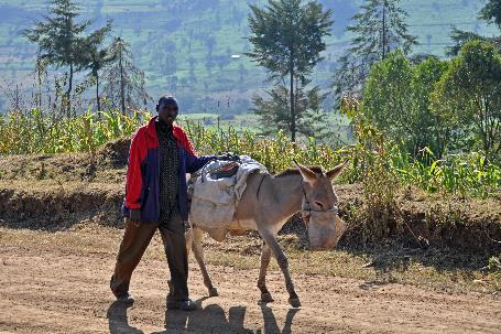 D:\DataFoto\Foto's - Reizen\2009-07-10 Kenia - Tanzania\04 MasaiMara\Best Of\KETA0891y.jpg