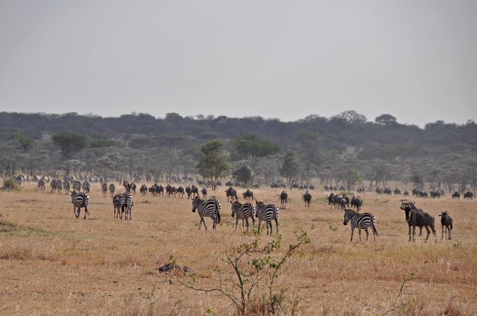 D:\DataFoto\Foto's - Reizen\2009-07-10 Kenia - Tanzania\05 Serengeti\Best Of\KETA1659y.jpg