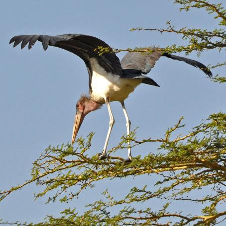 D:\DataFoto\Foto's - Reizen\2009-07-10 Kenia - Tanzania\05 Serengeti\Best Of\KETA2154v.jpg