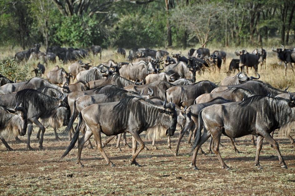 D:\DataFoto\Foto's - Reizen\2009-07-10 Kenia - Tanzania\05 Serengeti\Best Of\KETA1726y.jpg