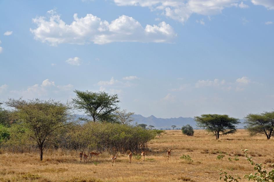 D:\DataFoto\Foto's - Reizen\2009-07-10 Kenia - Tanzania\05 Serengeti\Best Of\KETA1632y.jpg