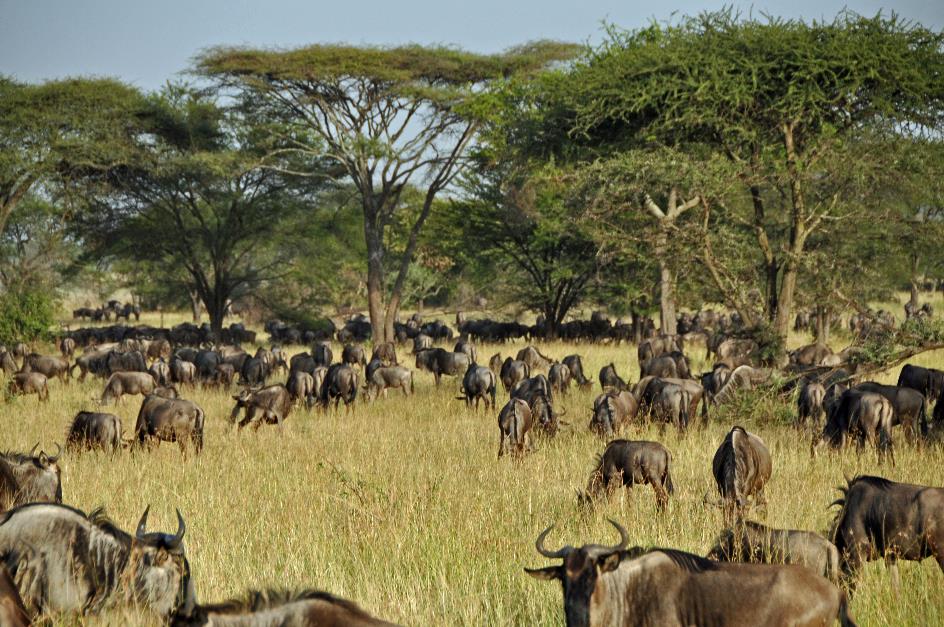 D:\DataFoto\Foto's - Reizen\2009-07-10 Kenia - Tanzania\05 Serengeti\Best Of\KETA1740y.jpg