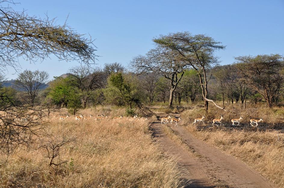 D:\DataFoto\Foto's - Reizen\2009-07-10 Kenia - Tanzania\05 Serengeti\Best Of\KETA1751y.jpg
