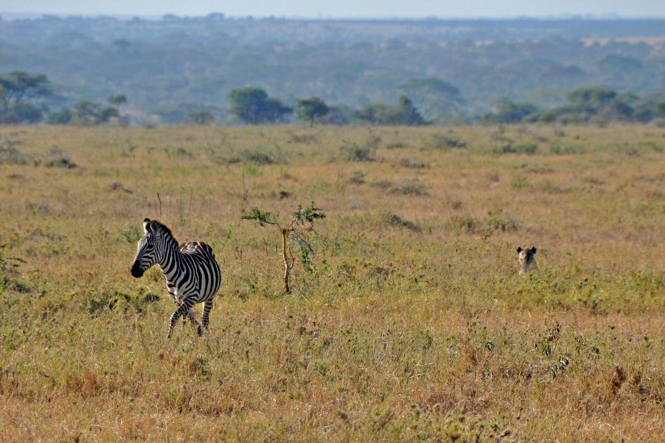 D:\DataFoto\Foto's - Reizen\2009-07-10 Kenia - Tanzania\05 Serengeti\Best Of\KETA1784y.jpg