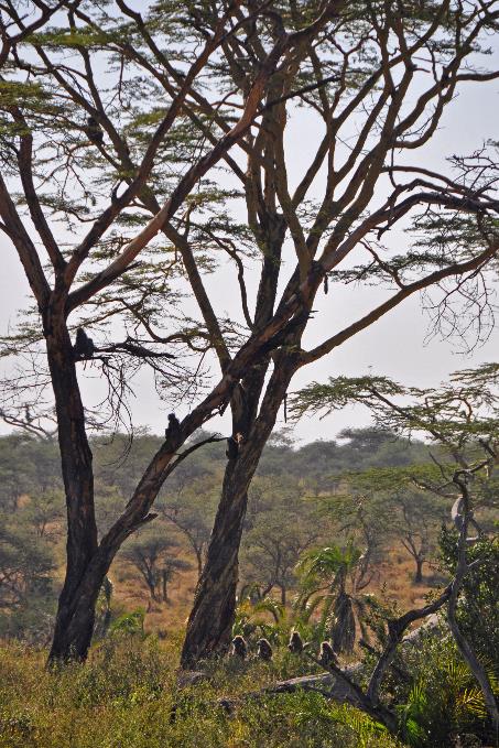 D:\DataFoto\Foto's - Reizen\2009-07-10 Kenia - Tanzania\05 Serengeti\Best Of\KETA1822y.jpg
