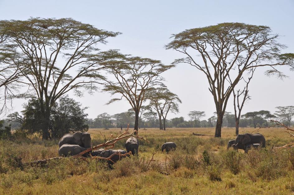 D:\DataFoto\Foto's - Reizen\2009-07-10 Kenia - Tanzania\05 Serengeti\Best Of\KETA1904y.jpg