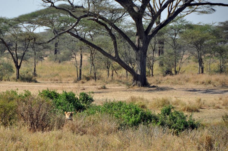 D:\DataFoto\Foto's - Reizen\2009-07-10 Kenia - Tanzania\05 Serengeti\Best Of\KETA1838y.jpg