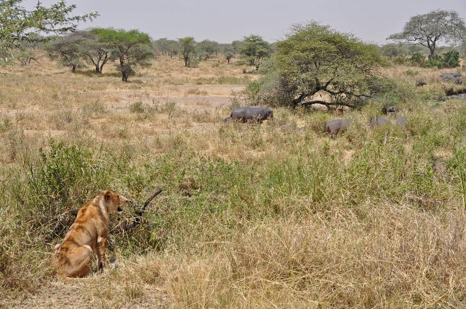 D:\DataFoto\Foto's - Reizen\2009-07-10 Kenia - Tanzania\05 Serengeti\Best Of\KETA2000y.jpg
