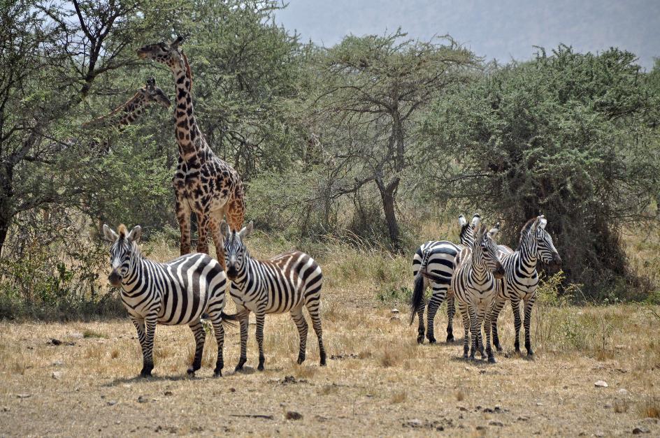 D:\DataFoto\Foto's - Reizen\2009-07-10 Kenia - Tanzania\05 Serengeti\Best Of\KETA2027y.jpg