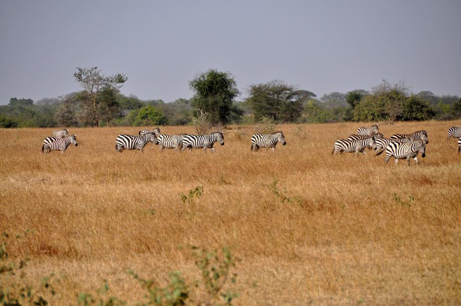D:\DataFoto\Foto's - Reizen\2009-07-10 Kenia - Tanzania\05 Serengeti\Best Of\KETA1638y.jpg