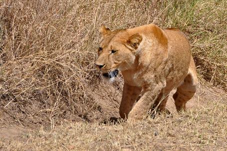 D:\DataFoto\Foto's - Reizen\2009-07-10 Kenia - Tanzania\05 Serengeti\Best Of\KETA1995y.jpg