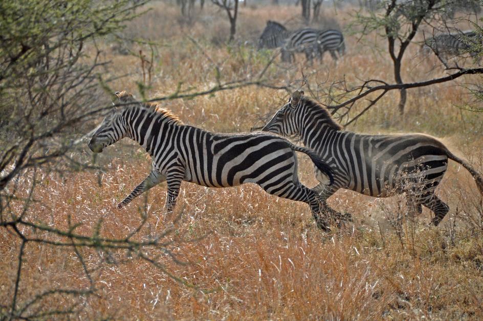 D:\DataFoto\Foto's - Reizen\2009-07-10 Kenia - Tanzania\05 Serengeti\Best Of\KETA2041y.jpg